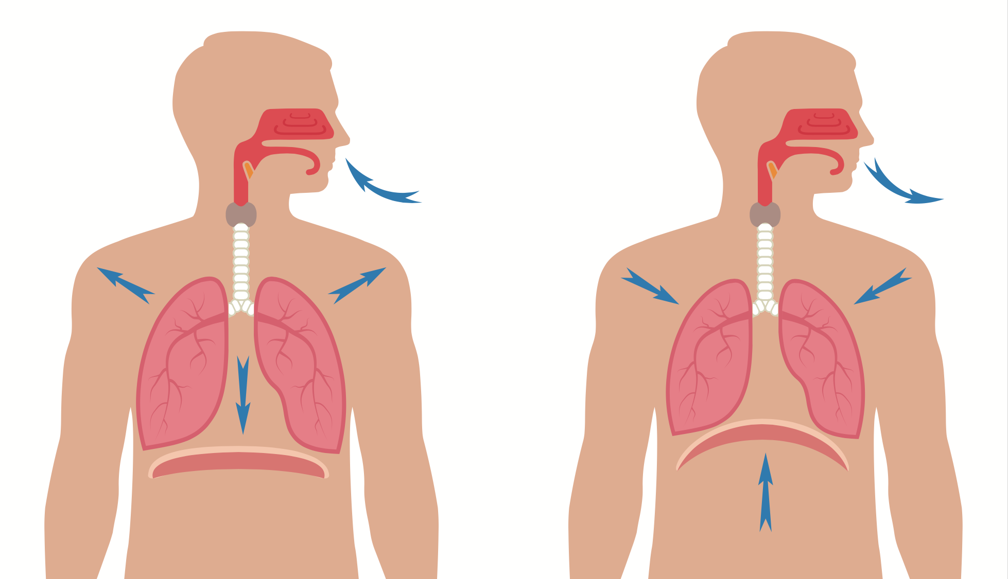 Дыхательная система диафрагма. Этапы дыхания. Легкие во время дыхания. Дыхание диафрагмой.